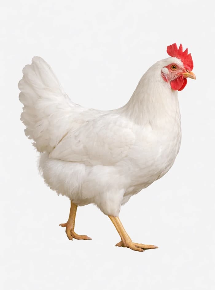 Leghorn bele koke nosilje