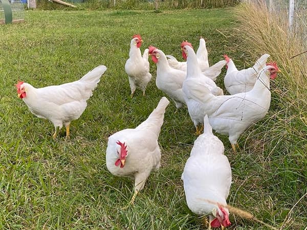 Leghorn koke na paši