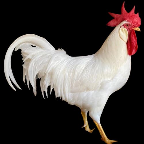 Leghorn bele koke nosilje