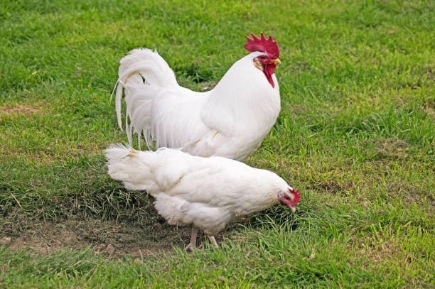 Leghorn bele koke nosilje