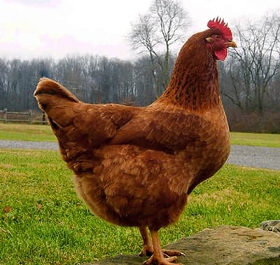 Nju Hempšir crvene koke nosilje