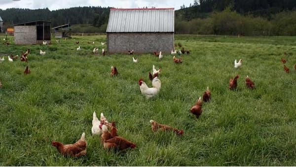 Nju Hempšir koke na paši