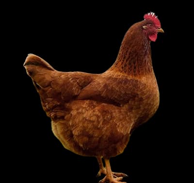 Nju Hempšir koka nosilja