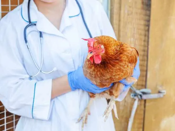 Veterinar pregleda koku nosilju