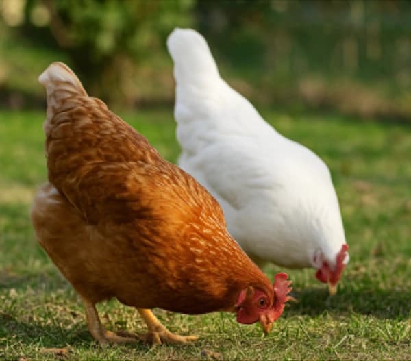 Koke nosilje u slobodnom uzgoju na paši